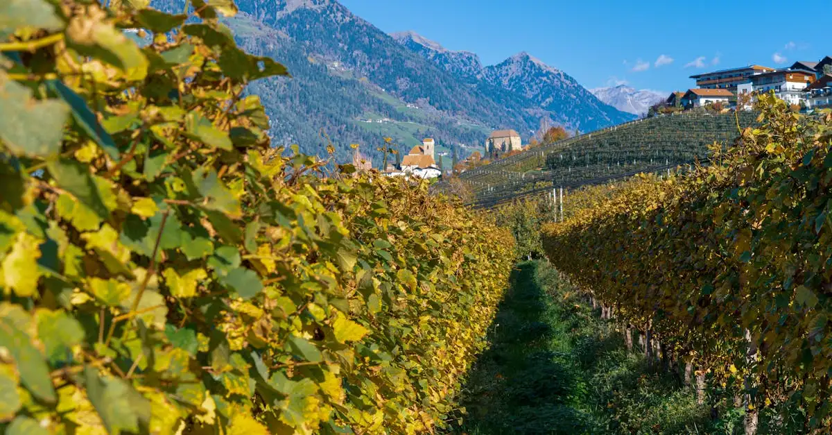 Jakie wino pasuje do zająca duszonego? Sprawdź!