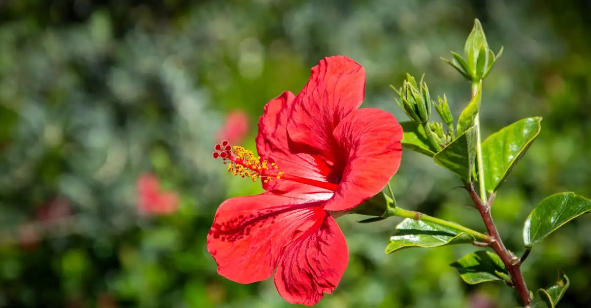 Na co dobry jest hibiskus? Odkryj jego korzyści!
