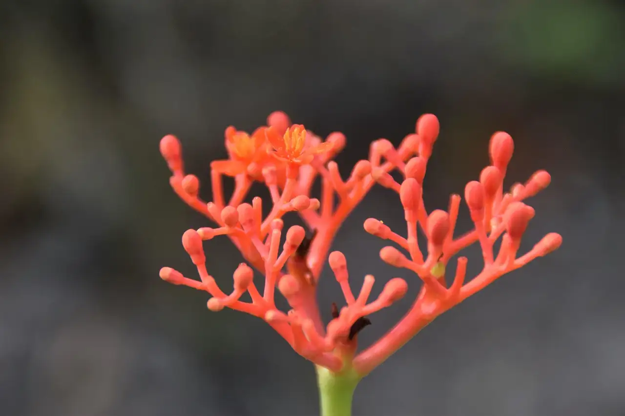 Na co pomoże żeń-szeń? Odkryj jego korzyści!